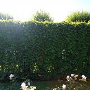  , -, 51  -  29  2012     )