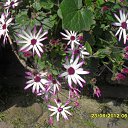  ,  -  17  2012   Niderlandi