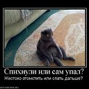  Nataly, , 52  -  18  2010   Funny Cats