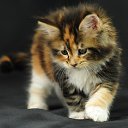 ���� ���� ( Sky), �����������, 44 ���� - ��������� 13 ���� 2012 � ������ �������