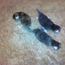 ���� ���������, ����, 53 ���� - ��������� 29 ���� 2012 � ������ ������