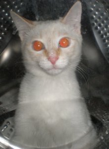 ���� ��������, �����������, 32 ���� - ��������� 23 �������� 2011