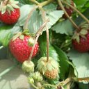 ���� �����, ������ - ��������� 5 ������� 2012 � ������ ����� ��������