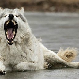 ���� Ghost_dog(�������), �����������, 44 ���� - ��������� 21 ������� 2012