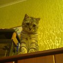 ���� ����� (=^.^=)_____?, �������� - ��������� 24 ��� 2013 � ������ ���� ����������