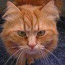 ���� �����, �������, 40 ��� - ��������� 26 ���� 2013 � ������ ������ � ������