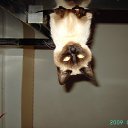 ���� Derbet, ������-��-����, 37 ��� - ��������� 28 ������ 2009 � ������ �������