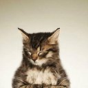  , , 55  -  20  2012   Avataria