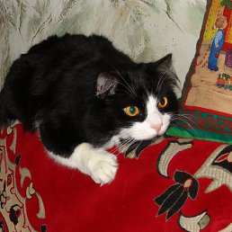 ���� �����, �������, 74 ���� - ��������� 24 ������ 2012