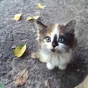 ���� ������ ���, �������, 59 ��� - ��������� 26 ���� 2013 � ������ ��������