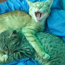 (,,,)=^-__-^=(,,,)~~~ Nyaaa �� ������� �������