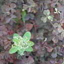  Lakostia, , 45  -  2  2011   (( !!    !! ))