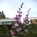 ���� ������ ���, �������, 59 ��� - ��������� 17 ���� 2013 � ������ ��������