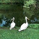 ���� ��������, �������, 49 ��� - ��������� 11 ���� 2010 � ������ ��������