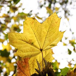 ���� ��������, �������, 82 ���� - ��������� 2 ������� 2011