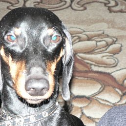 ���� ����, ���������, 26 ��� - ��������� 11 ������� 2012