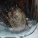 ������ �� ������� ���� ����������