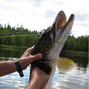 ���� ������, ������, 66 ��� - ��������� 8 ������� 2011 � ������ ���� ����������