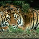 ���� ����, ������, 36 ��� - ��������� 25 ������� 2011