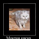  Nataly, , 52  -  18  2010   Funny Cats