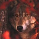 ���� Ghost_dog(�������), �����������, 44 ���� - ��������� 21 ������� 2012 � ������ ���� ����������