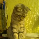 ���� ����� (=^.^=)_____?, �������� - ��������� 24 ��� 2013 � ������ ���� ����������