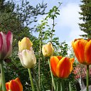 ���� ������, ������, 63 ���� - ��������� 5 ������� 2011 � ������ ������-���� �����....�