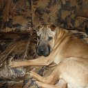 ���� ����, �������, 44 ���� - ��������� 21 ������ 2011 � ������ ���� ��������