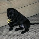 ���� �����, ����������, 60 ��� - ��������� 13 ���� 2010 � ������ �������