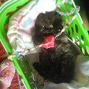  E.lena, , 62  -  13  2010    