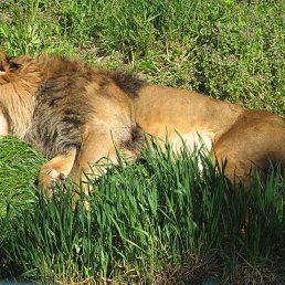 ���� �����, ����, 35 ��� - ��������� 6 ������ 2013