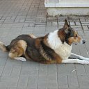 ���� Rafael, ����-����, 65 ��� - ��������� 28 ������� 2009 � ������ �������