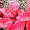 ���� Makz, �����, 41 ��� - ��������� 11 ������� 2011 � ������ ���� ����������