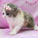 � ����� �������� ���� vk.com/fotiko �� ������� ���� ����������