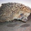 ���� �������, ���������, 69 ��� - ��������� 18 ������� 2011 � ������ ����