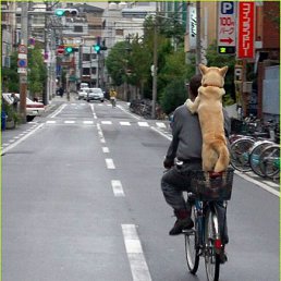 ���� ���������, ������������, 41 ��� - ��������� 1 ������� 2011