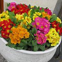 ���� �����, ����� - ��������� 16 ��� 2011 � ������ ������, ��� � ����� ���������