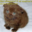 ���� ����, ������, 41 ��� - ��������� 16 ������� 2012