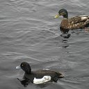  , , 62  -  29  2011    -