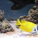 ���� �������, �������������� - ��������� 3 ��� 2013 � ������ �������