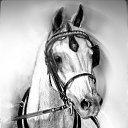  Nadin, -, 41  -  16  2011    