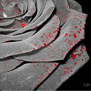 ���� ~Ann&ramosh~, ���������� - ��������� 19 ������ 2010 � ������ ��������� �������� �������
