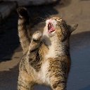 ���� ����, ������ - ��������� 6 ������ 2013 � ������ �������