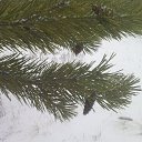  Sergey, , 63  -  12  2011   PetLove