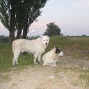���� Arcadi, �������, 39 ��� - ��������� 13 ������� 2011 � ������ ���� ����������