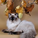 ���� ������, ���������, 24 ���� - ��������� 26 ������ 2012 � ������ ���� ����������