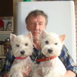 �������, ������, 71 ���