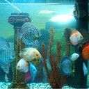 ���� Xameleon, ������, 42 ���� - ��������� 19 ������ 2009 � ������ �������, ������, ������ ���� �� ����������