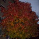 ���� �������, ������, 57 ��� - ��������� 8 ������� 2011 � ������ ���� ����� ߻