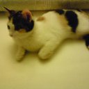 ���� Hell Girl, ���������, 31 ��� - ��������� 22 ������� 2010 � ������ ��������� ���